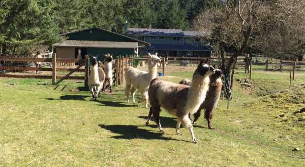 You Can Hang Out With Llamas At Vashon Llamas In Washington