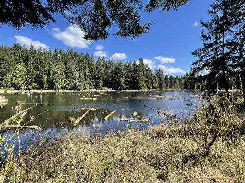 The Easy 2-Mile Beaver Lake Hike Trail Will Lead You Through The Washington Forest