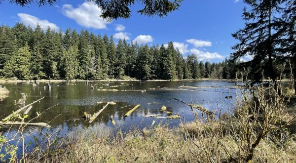 The Easy 2-Mile Beaver Lake Hike Trail Will Lead You Through The Washington Forest