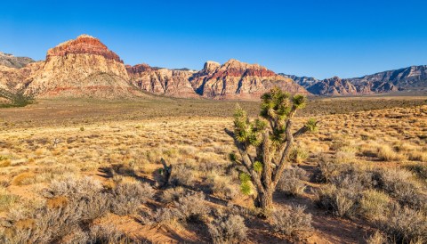 The Unique Day Trip To Red Rock Canyon In Nevada Is A Must-Do