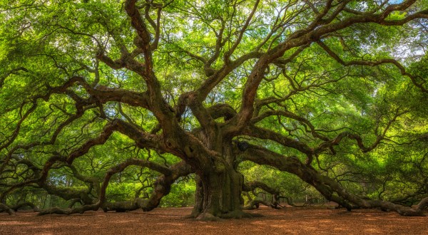 Angel Oak Was Named The Most Beautiful Place In South Carolina And We Have To Agree