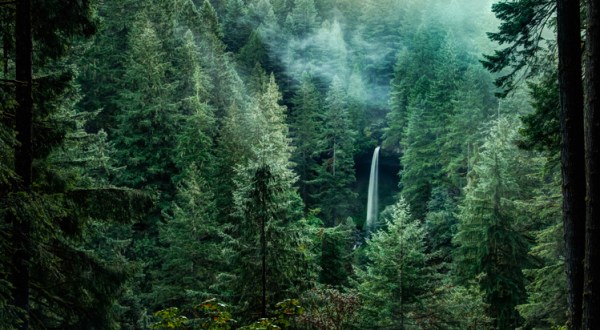 19 Incredibly Lush Forests Across America That Will Bring Out Your Inner Explorer