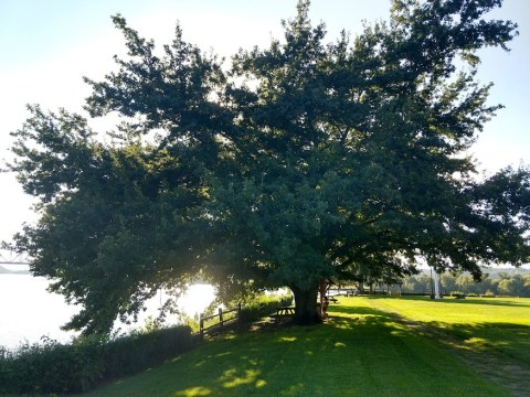 The Sweet Story Behind The Massive, WWII-Era French Oak Trees Growing In West Virginia