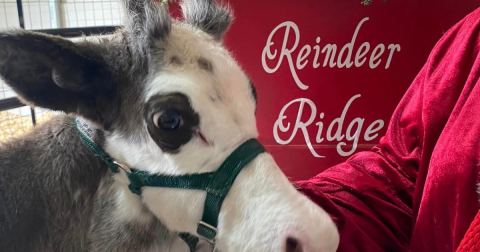 Visit Donner And Blitzen This Holiday Season At Indiana's Very Own Reindeer Farm