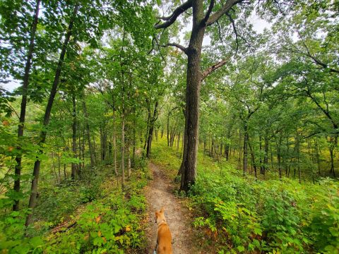 West Beach 3-Loop Trail Is An Easy Hike In Indiana That Will Lead You Someplace Unforgettable