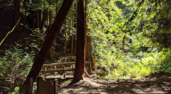 Butano State Park Is A Little-Known Park In Northern California That Is Perfect For Your Next Outing