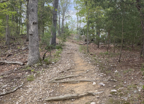 The Magnificent Trail In Virginia That Will Lead You To A Hidden Overlook