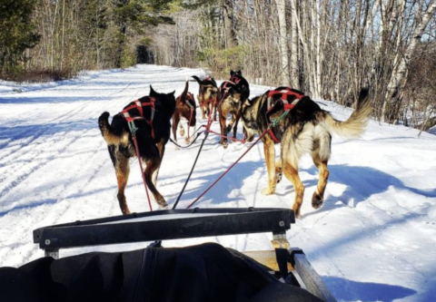 This One Of A Kind Maine Dog Sledding Experience Is A Fun Way To Enjoy Winter