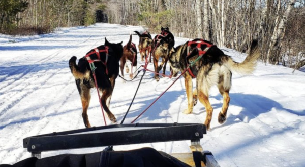 This One Of A Kind Maine Dog Sledding Experience Is A Fun Way To Enjoy Winter