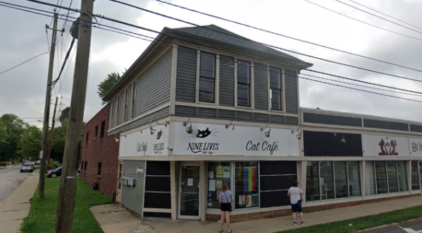 Nine Lives Is A Completely Cat-Themed Catopia Of A Cafe In Indiana