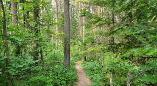 Most People In Minnesota Don’t Know About The Lost 40, A Hidden Forest That Maps Forgot
