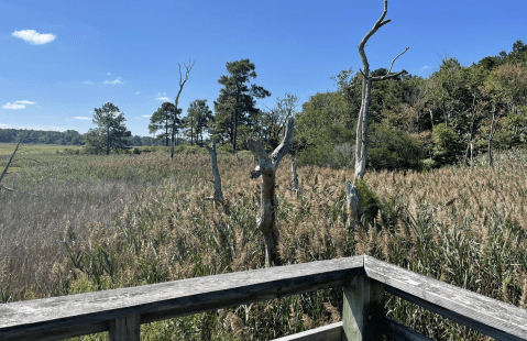 The James Farm Ecological Preserve Loop Trail Will Show You A Completely New Side Of Delaware