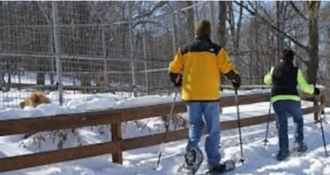 The Amazing Snowshoe Tour At Utica Zoo In New York Will Bring Out The Adventurer In You