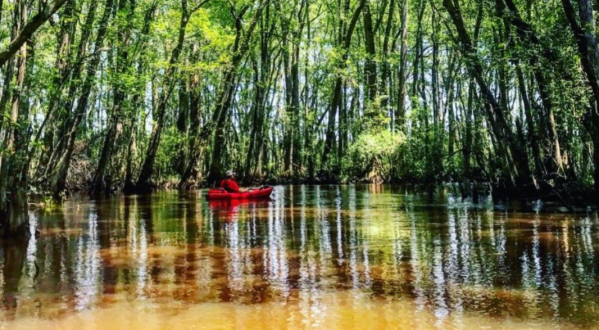 The Longest Free-Flowing Blackwater River In America Is Found In South Carolina