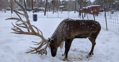 Visit Donner And Blitzen This Holiday Season At Arizona's Very Own Reindeer Farm
