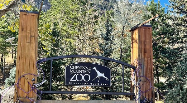The Exciting Rocky Mountain Wild Exhibit At Colorado’s Cheyenne Mountain Zoo Named One Of The Best In The Country