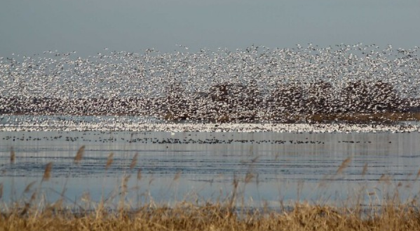 View Thousands Of Alaska Tundra Swans In North Carolina At This Magical Place In The Winter