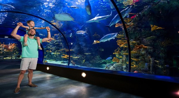 Visit Both The Rainforest And The Ocean When You Bring The Family To Moody Gardens In Texas