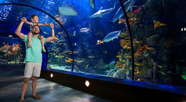 Visit Both The Rainforest And The Ocean When You Bring The Family To Moody Gardens In Texas
