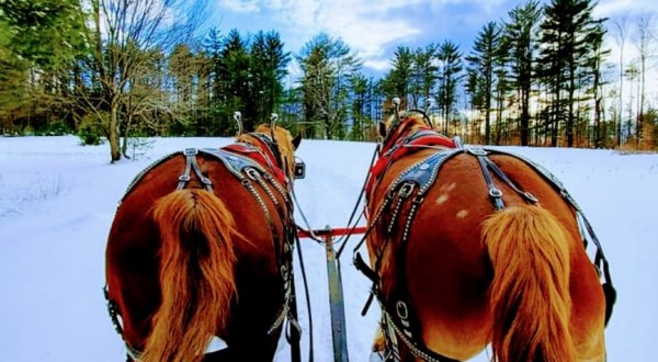 Ride Through New York’s Wintery Landscape On A Horse-Drawn Open Sleigh At Circle B Ranch