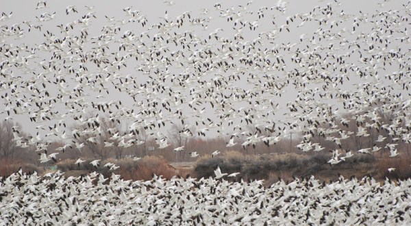 The Snow Goose Festival Is One Of The Most Unique And Most Beautiful Festivals In Utah