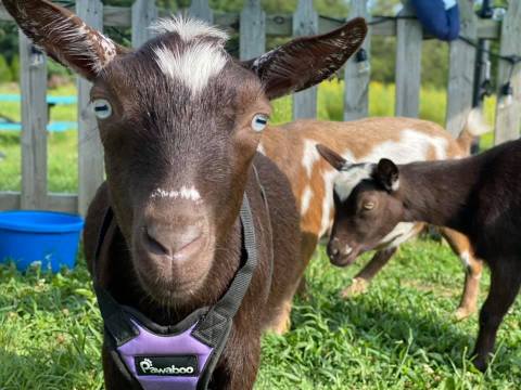 Go Hiking With Goats In Pennsylvania For An Adventure Unlike Any Other