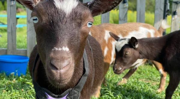 Go Hiking With Goats In Pennsylvania For An Adventure Unlike Any Other