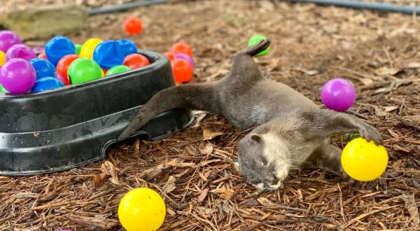 You Can Play With Otters At Wild Acres In Mississippi