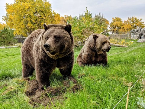 ZooMontana Is Montana's Only Zoo & Botanical Park, And It’s Worth A Stop