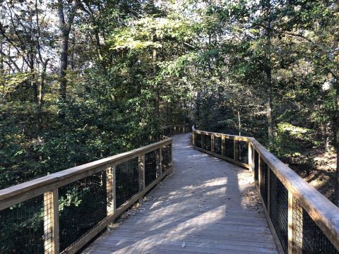 This Quaint Trail Through South Carolina's Forest Is A Magnificent Way To Take It All In