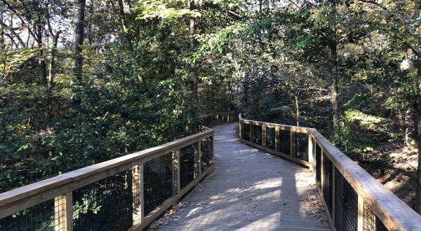 This Quaint Trail Through South Carolina’s Forest Is A Magnificent Way To Take It All In