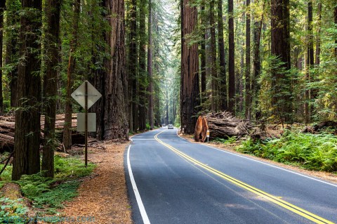 This Road Trip Leads To Some Of The Most Scenic Parts Of Northern California, No Matter What Time Of Year It Is