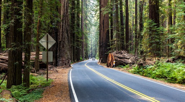 This Road Trip Leads To Some Of The Most Scenic Parts Of Northern California, No Matter What Time Of Year It Is
