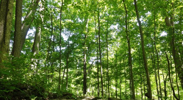 Enjoy A Contemplative Stroll In An Old Growth Forest Along This Underrated Trail In Ohio