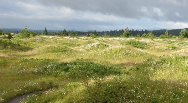 Mima Mounds Natural Area Preserve Is Washington’s Only Mysterious Mound Formation, And It’s Worth A Stop