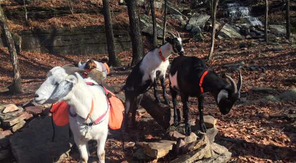 Go Hiking With Goats In Missouri For An Adventure Unlike Any Other