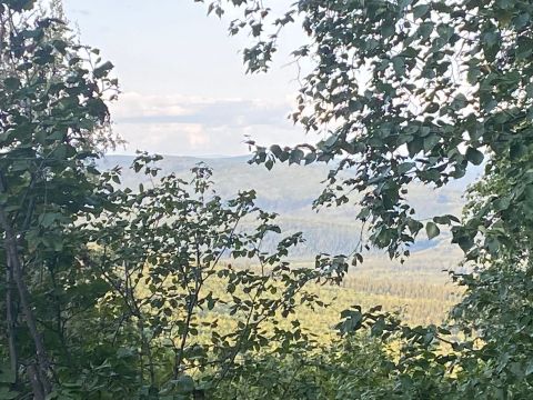 Ester Dome Loop Is A Gorgeous Forest Trail In Alaska That Will Take You To A Hidden Overlook