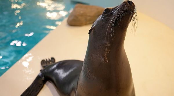 Meet Seals At The Aquarium Of Niagara In New York For An Adorable Adventure