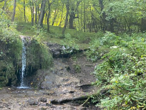 Most People Don’t Know There’s A Fountain Of Youth Hiding Deep In North Dakota's Woods