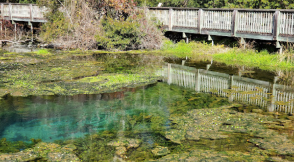 Spend The Day Exploring Miles Of Hiking Trails In Georgia’s Magnolia Springs State Park