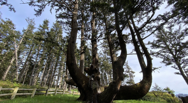 This Tree Is Quite Possibly The Coolest Roadside Attraction In Oregon