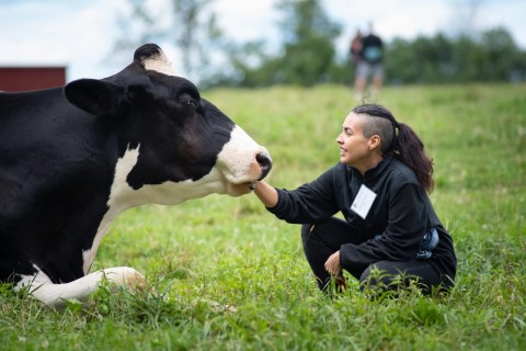Play With Cows At Farm Sanctuary In New York For An Adorable Adventure