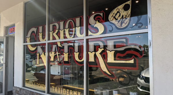 Sift Through Human Skulls, Ouija Boards, And More At Curious Nature, An Oddity Shop In Arizona