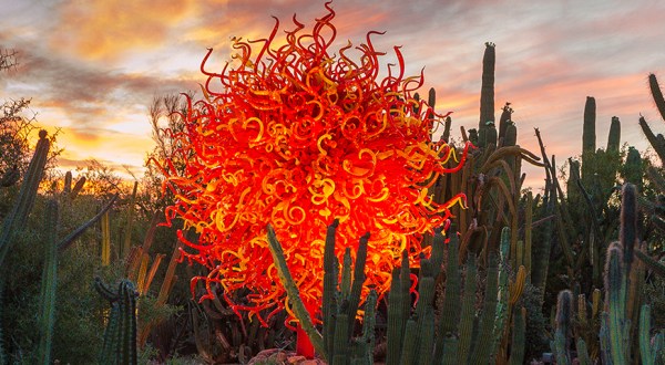 Take An Enchanting Winter Walk Through Dozens Of Glowing Sculptures At The Desert Botanical Garden In Arizona