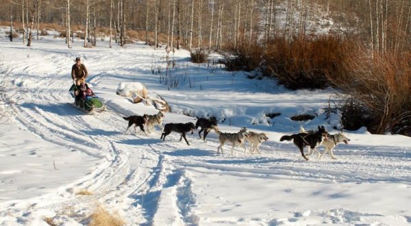 Experience Winter’s Beauty Like Never Before On This One-Of-A-Kind Dog Sled Tour In Utah