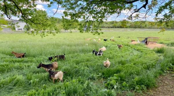 You’ll Never Forget A Visit To Silver Maple Farm, A One-Of-A-Kind Farm Filled With Baby Goats In Virginia