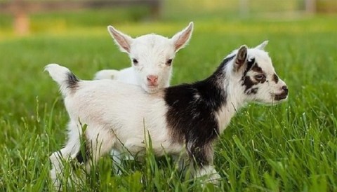 Play With Goats At The Educational Farm at Joppa Hill, Then Explore The Pulpit Brook Trail In New Hampshire