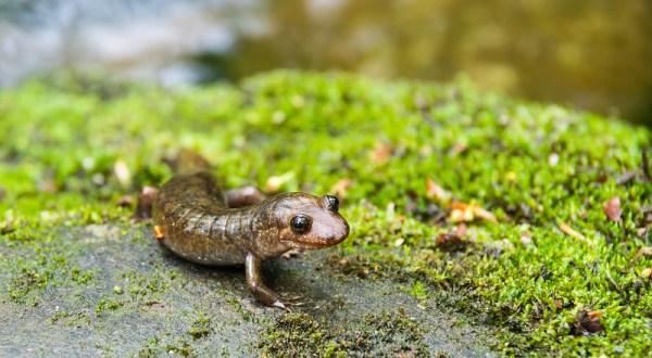 We Bet You Didn’t Know That Tennessee Was Home To The Salamander Capital Of The World