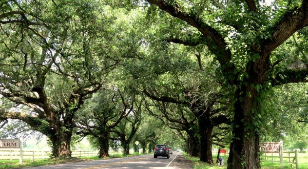 There’s Nothing Quite As Magical As The Tunnel Of Trees You’ll Find At St. Bernard Highway In Louisiana