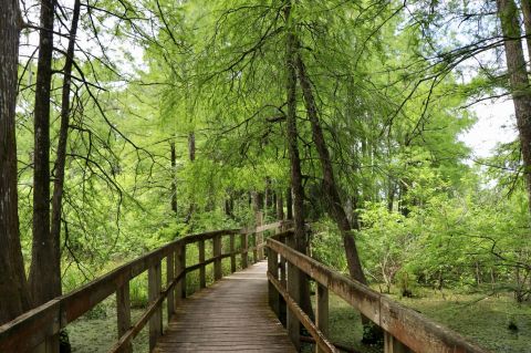 The One Loop Trail In Louisiana That's Perfect For A Short Day Hike, No Matter What Time Of Year
